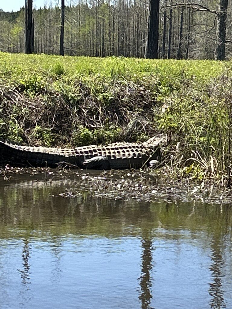 Big boy at Bluff Lake