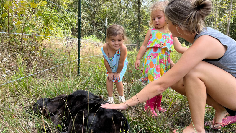 Family Farm’s First Calf